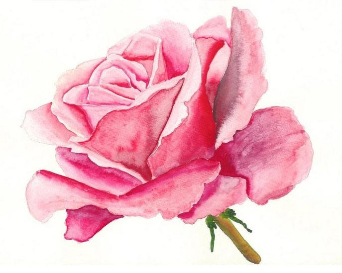 1-pink-rose-robert-thomaston.jpg